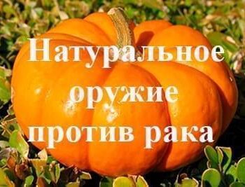Стремление жить - ТЫКВА — НАДЕЖНОЕ ОРУЖИЕ ПРОТИВ РАКА | Фонд Инна - Благотворительный фонд помощи онкобольным