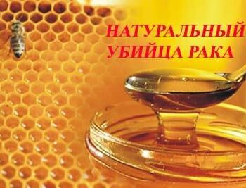 Стремление жить - МЕД — НАТУРАЛЬНЫЙ УБИЙЦА РАКА | Фонд Инна - Благотворительный фонд помощи онкобольным