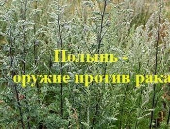 Стремление жить - ПОЛЫНЬ — УНИЧТОЖИТЕЛЬ РАКА! | Фонд Инна - Благотворительный фонд помощи онкобольным