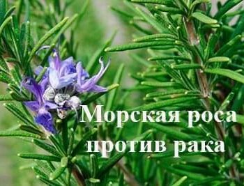 Стремление жить - «МОРСКАЯ РОСА» ПРОТИВ РАКА | Фонд Инна - Благотворительный фонд помощи онкобольным