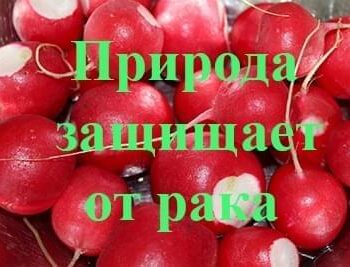 Стремление жить - РЕДИС ПРОТИВ РАКА. НАДЕЖНЫЙ СПОСОБ! | Фонд Инна - Благотворительный фонд помощи онкобольным