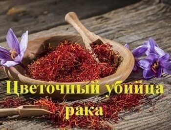 Стремление жить - Шафран — цветочный убийца рака | Фонд Инна - Благотворительный фонд помощи онкобольным