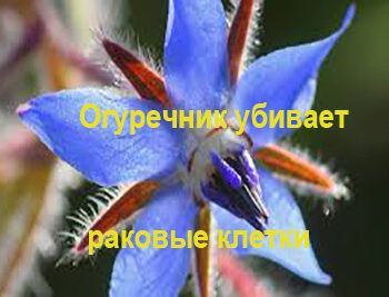Стремление жить - Огуречник убивает раковые клетки | Фонд Инна - Благотворительный фонд помощи онкобольным