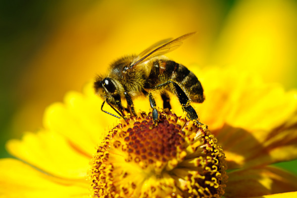 Апитерапия — лечение пчёлами и пчелиным ядом