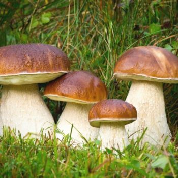 Desire to live - Mushrooms reduce the risk of cancer | Inna Foundation - Charity foundation for cancer