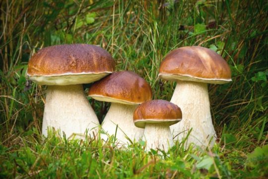 Desire to live - Mushrooms reduce the risk of cancer | Inna Foundation