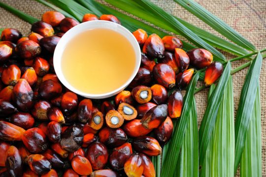 Desire to live - Palm oil promotes cancer | Inna Foundation