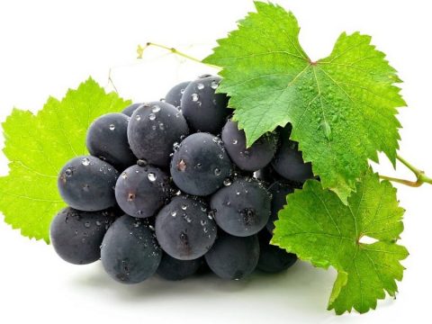Прагнення жити - Виноград ефективний проти раку. Доведено | Фонд Інна