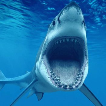 Desire to live - The mystery of sharks is revealed! People can beat cancer | Inna Foundation - Charity foundation for cancer