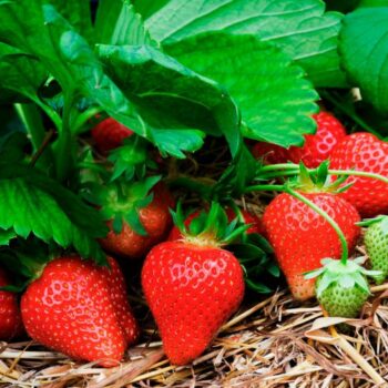 Desire to live - Strawberries protect against cancer thanks to ellagic acid | Inna Foundation - Charity foundation for cancer