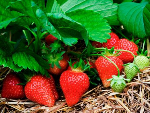 Desire to live - Strawberries protect against cancer thanks to ellagic acid | Inna Foundation