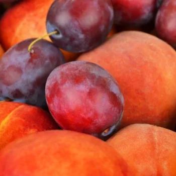 Desire to live - Plums and peaches suppress breast cancer cells | Inna Foundation - Charity foundation for cancer