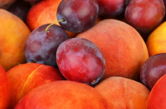 Desire to live - Plums and peaches suppress breast cancer cells | Inna Foundation