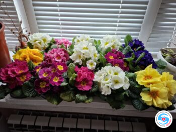 Новости - Праздник весны и добра! Как мы отметили 8 марта | Фонд Инна